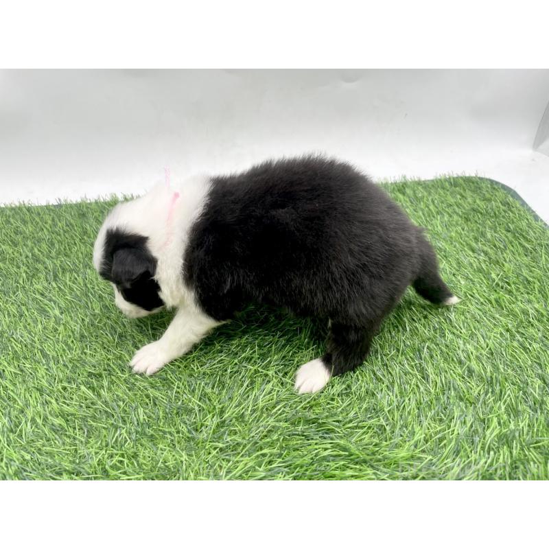 販売中の愛知県のボーダーコリー-428470の3枚目