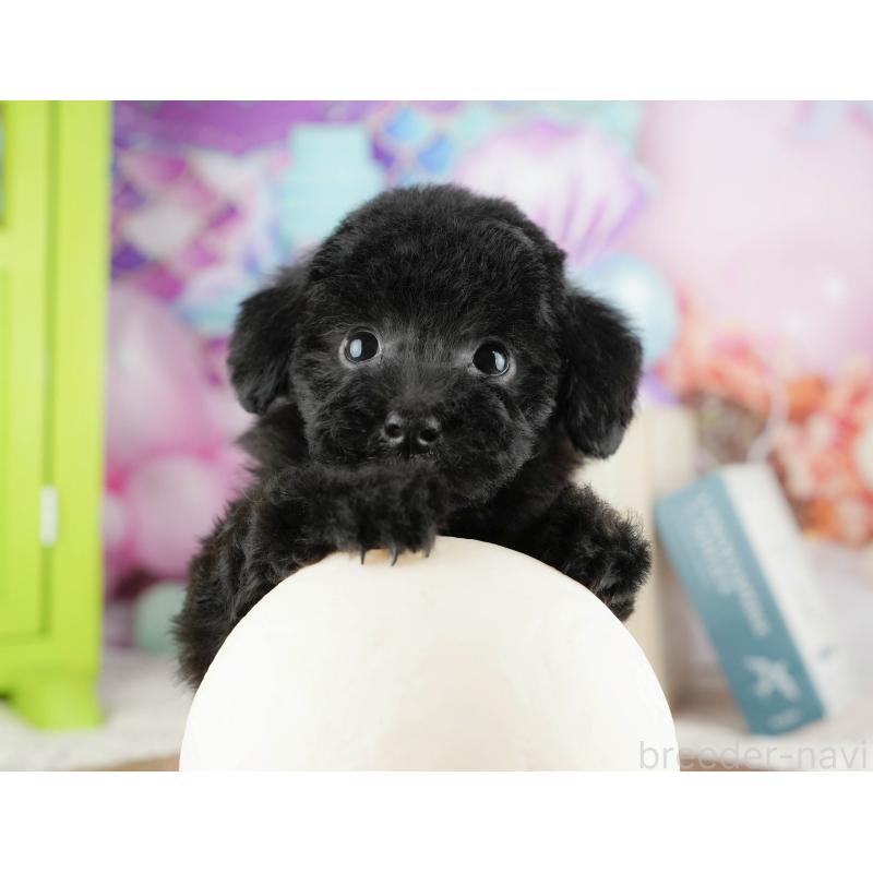 販売中の埼玉県のトイプードル-428874の7枚目