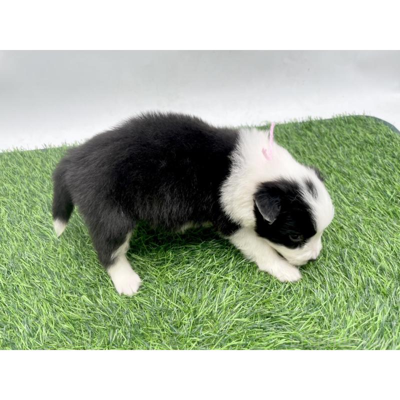 販売中の愛知県のボーダーコリー-428470の2枚目