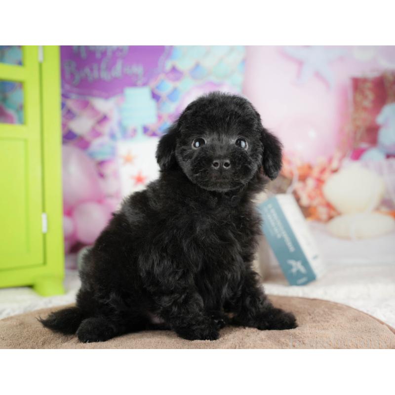 販売中の埼玉県のトイプードル-428874の6枚目