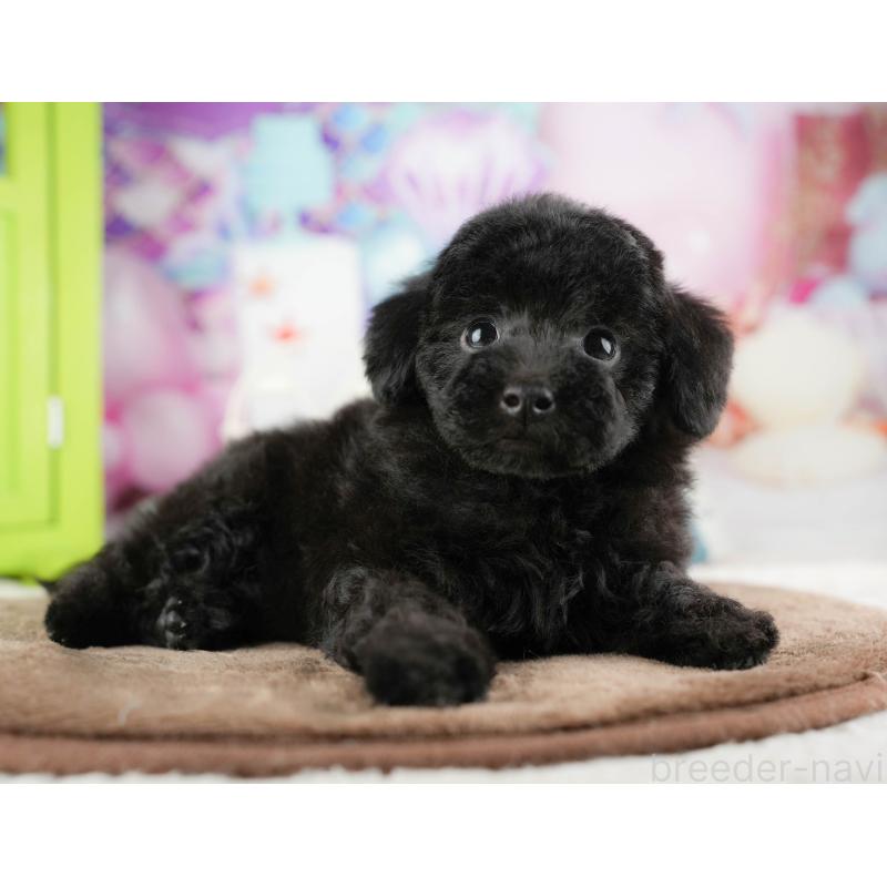 販売中の埼玉県のトイプードル-428874の5枚目