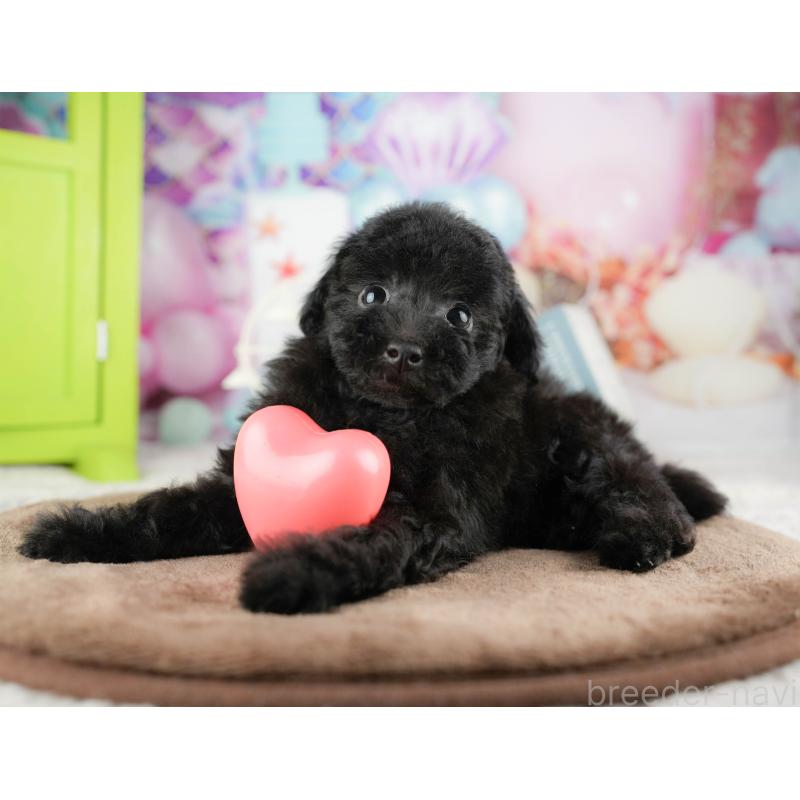 販売中の埼玉県のトイプードル-428874の4枚目