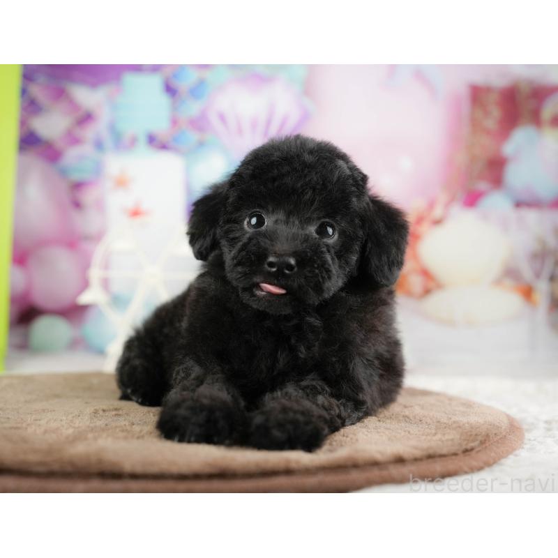 販売中の埼玉県のトイプードル-428874の3枚目