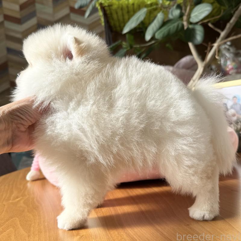 販売中の大阪府のポメラニアン-428472の9枚目