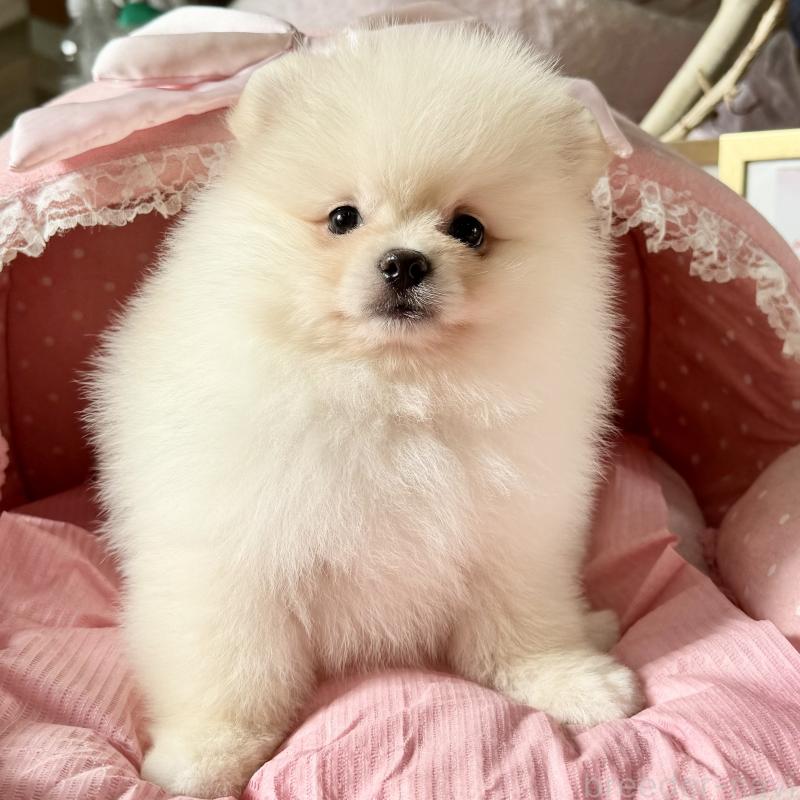 販売中の大阪府のポメラニアン-428472の8枚目