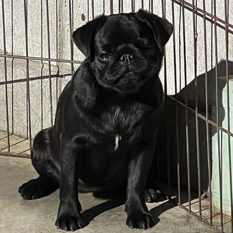 販売中の京都府のパグ-428471の3枚目