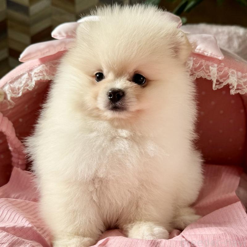 販売中の大阪府のポメラニアン-428472の7枚目