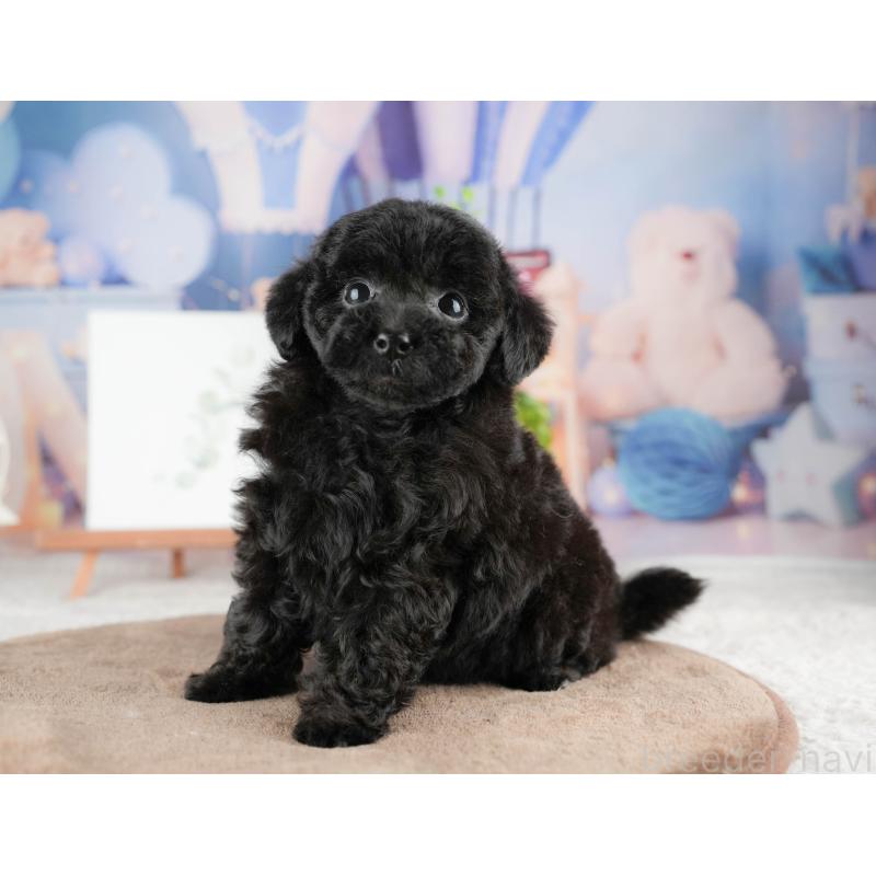 販売中の埼玉県のトイプードル-428873の10枚目