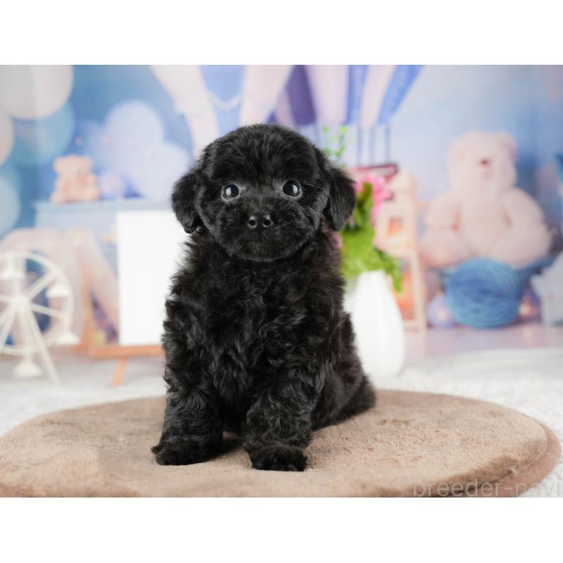 販売中の埼玉県のトイプードル-428873の9枚目