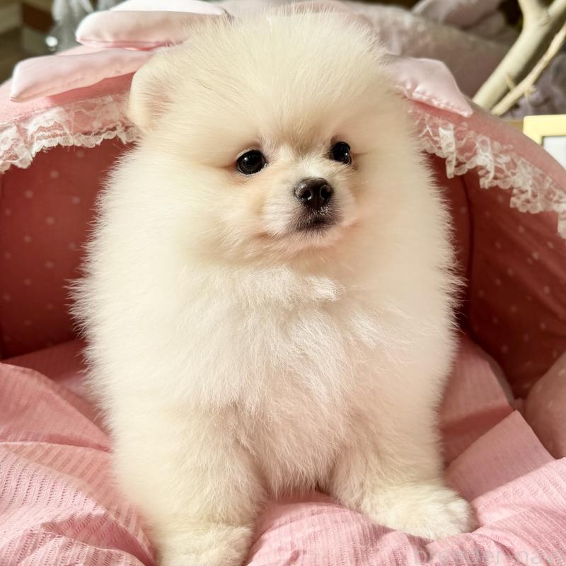 販売中の大阪府のポメラニアン-428472の6枚目