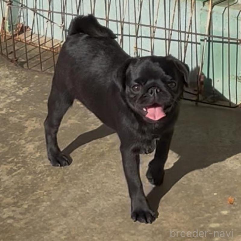 販売中の京都府のパグ-428471の2枚目