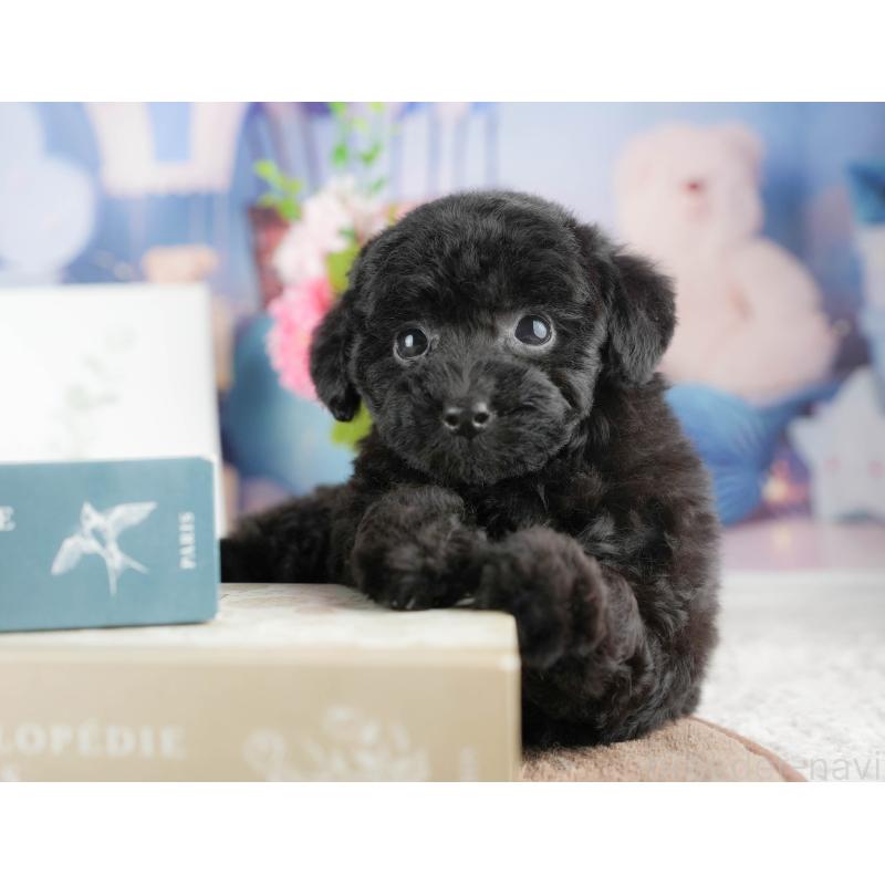 販売中の埼玉県のトイプードル-428873の6枚目