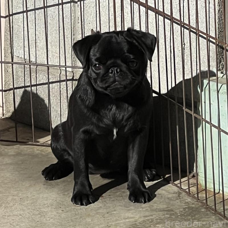 販売中の京都府のパグ-428471の1枚目