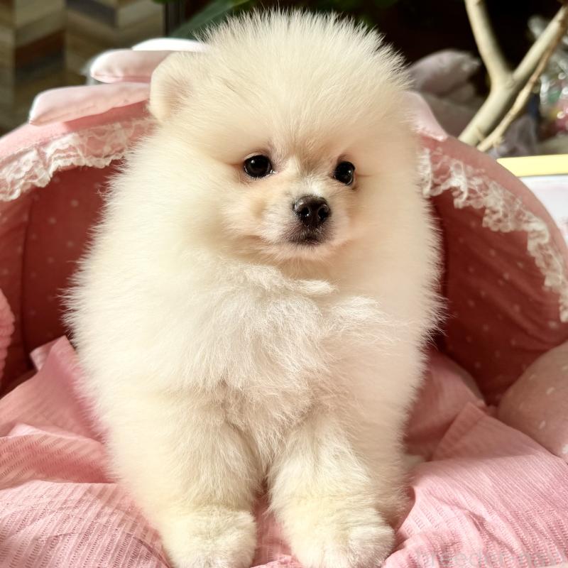 販売中の大阪府のポメラニアン-428472の5枚目