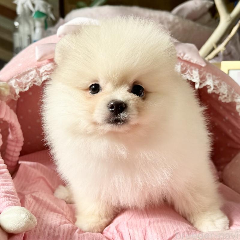 販売中の大阪府のポメラニアン-428472の4枚目