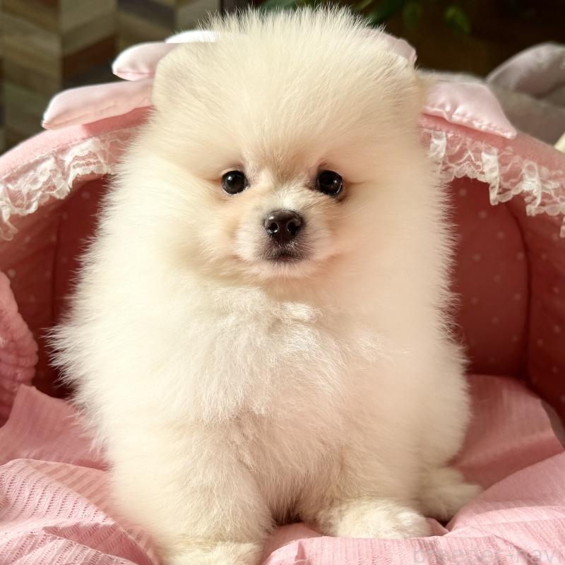 販売中の大阪府のポメラニアン-428472の3枚目