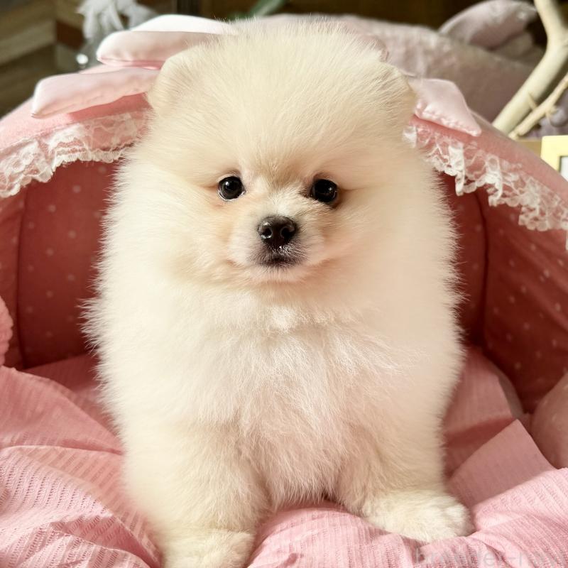 販売中の大阪府のポメラニアン-428472の2枚目