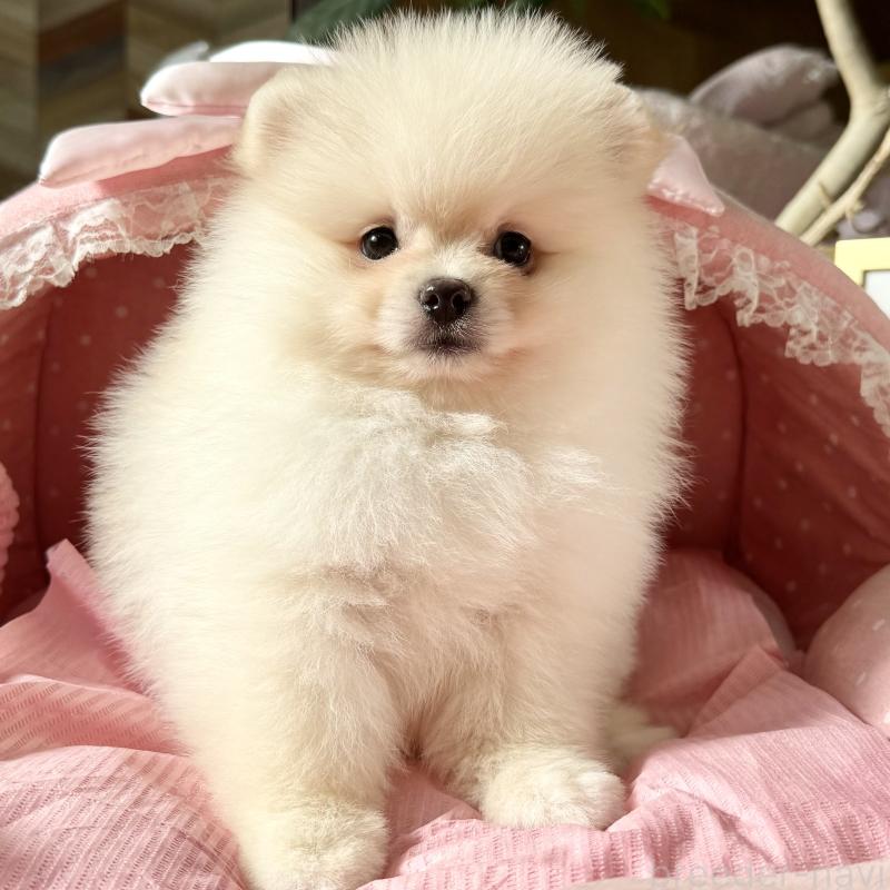 販売中の大阪府のポメラニアン-428472の1枚目