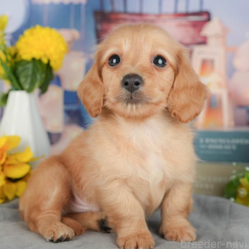 販売中の埼玉県のミニチュアダックスフンド(ロングヘアード)-428872の1枚目