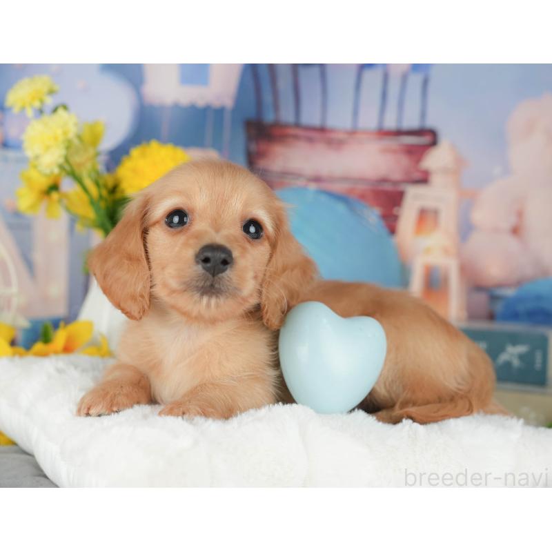 販売中の埼玉県のミニチュアダックスフンド(ロングヘアード)-428872の11枚目