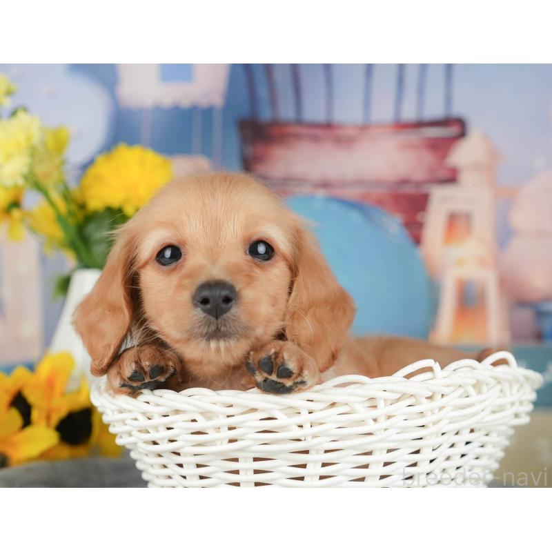 販売中の埼玉県のミニチュアダックスフンド(ロングヘアード)-428872の9枚目