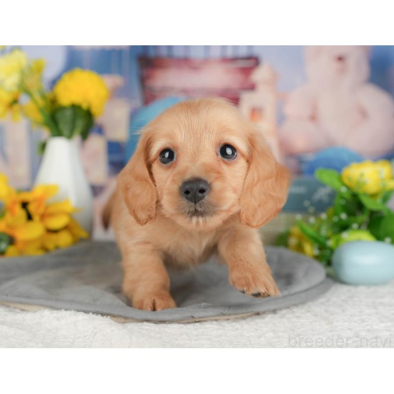 販売中の埼玉県のミニチュアダックスフンド(ロングヘアード)-428872の6枚目