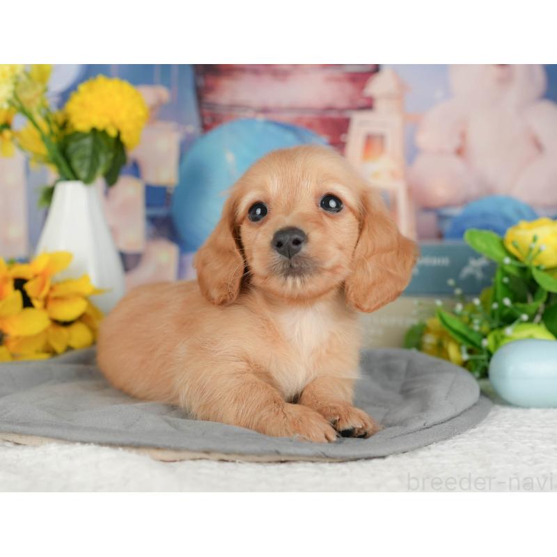 販売中の埼玉県のミニチュアダックスフンド(ロングヘアード)-428872の4枚目