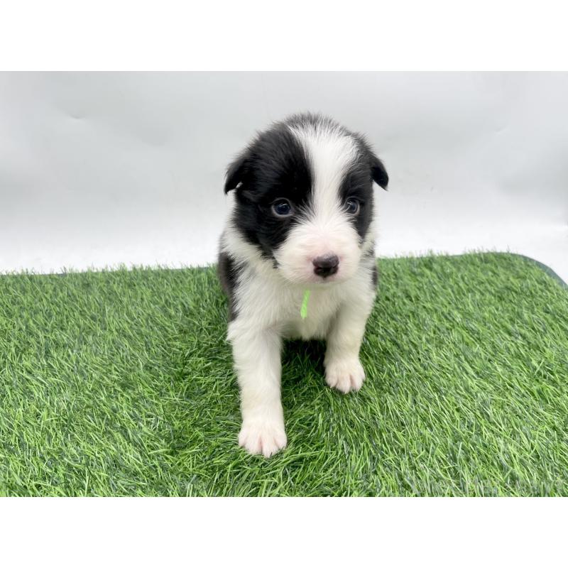 販売中の愛知県のボーダーコリー-428473