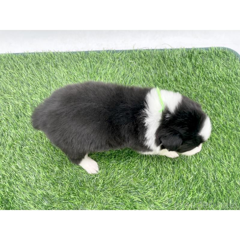 販売中の愛知県のボーダーコリー-428473の4枚目