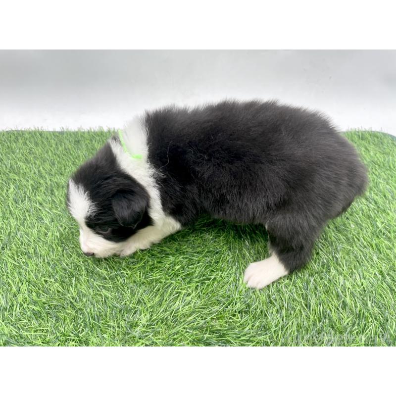 販売中の愛知県のボーダーコリー-428473の3枚目