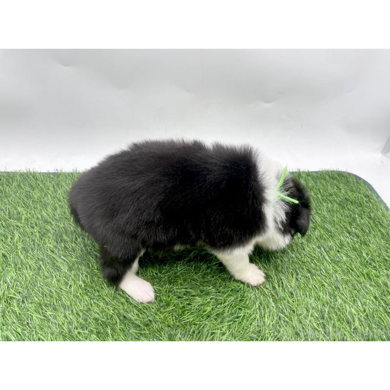 販売中の愛知県のボーダーコリー-428473の2枚目