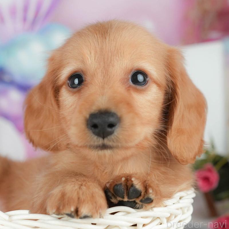 販売中ののミニチュアダックスフンド(ロングヘアード)-428870