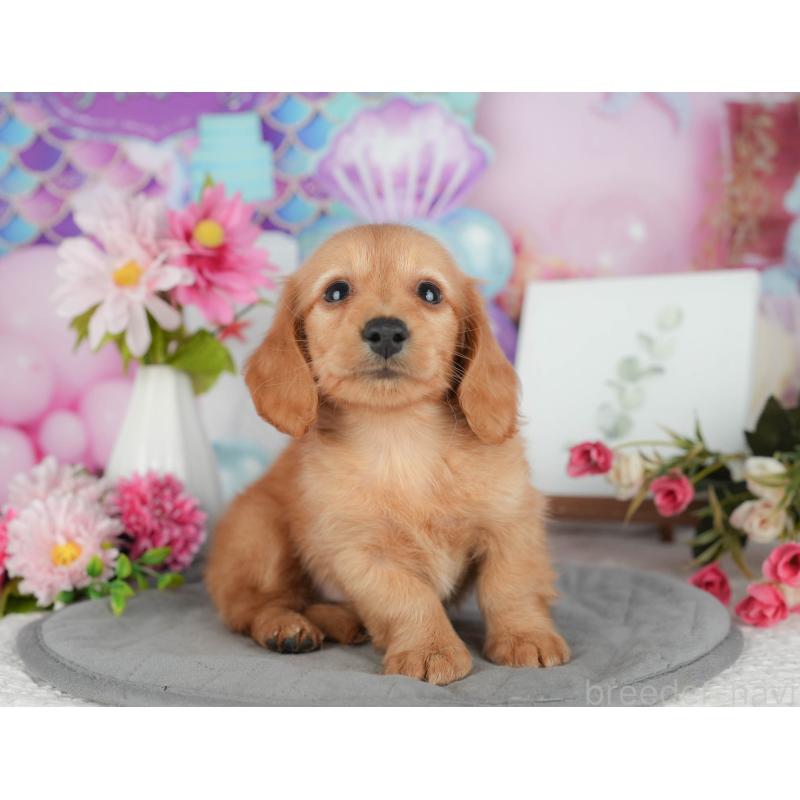 販売中の埼玉県のミニチュアダックスフンド(ロングヘアード)-428870の8枚目