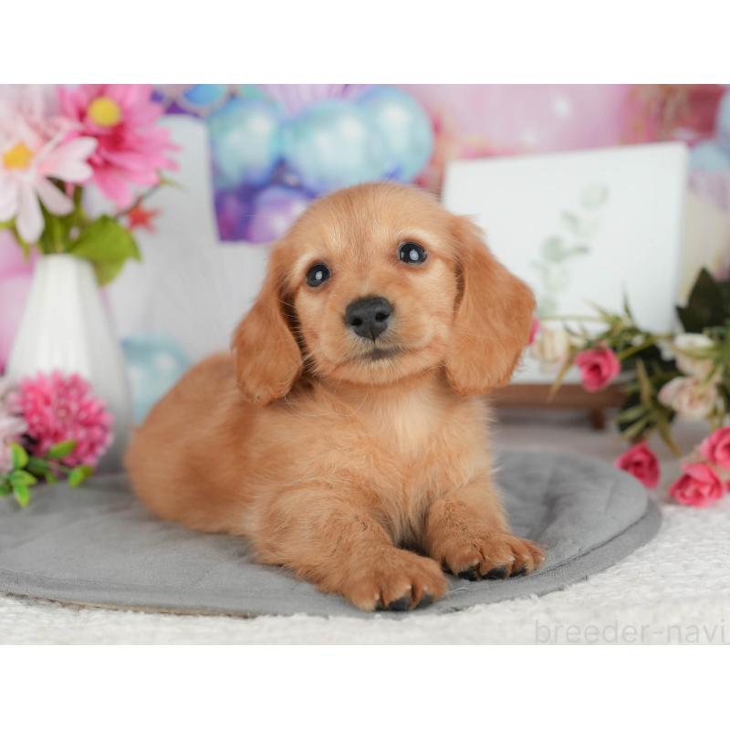 販売中の埼玉県のミニチュアダックスフンド(ロングヘアード)-428870の7枚目