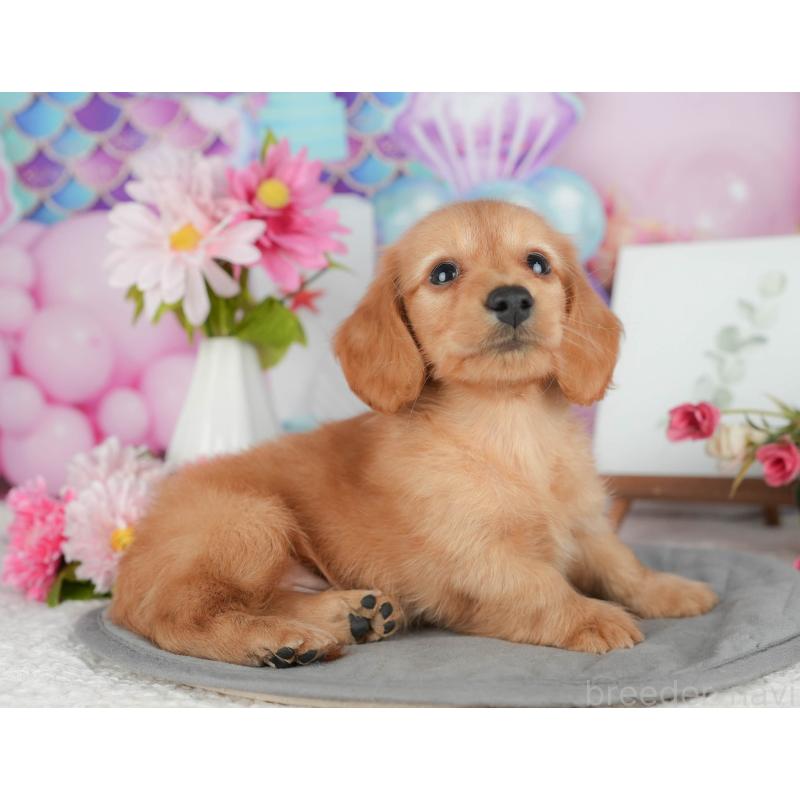 販売中の埼玉県のミニチュアダックスフンド(ロングヘアード)-428870の3枚目