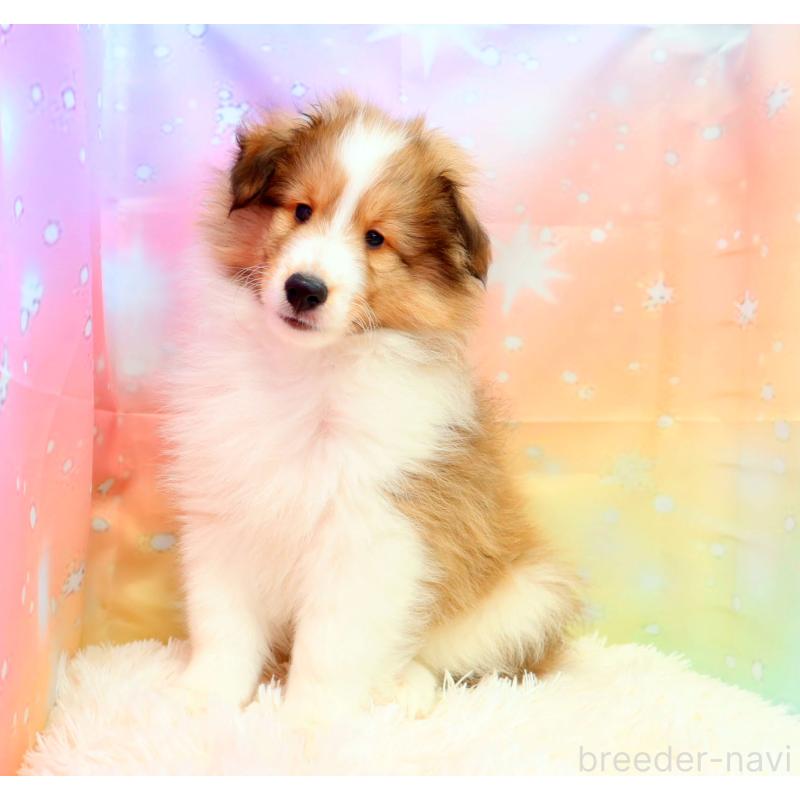 販売中の神奈川県のシェットランドシープドッグ(シェルティ)-428476の6枚目