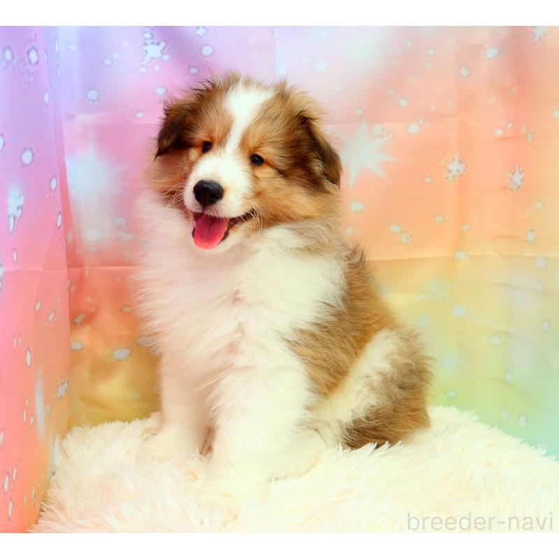 販売中の神奈川県のシェットランドシープドッグ(シェルティ)-428476の5枚目