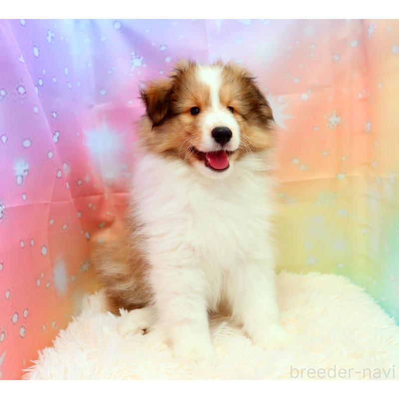 販売中の神奈川県のシェットランドシープドッグ(シェルティ)-428476の4枚目