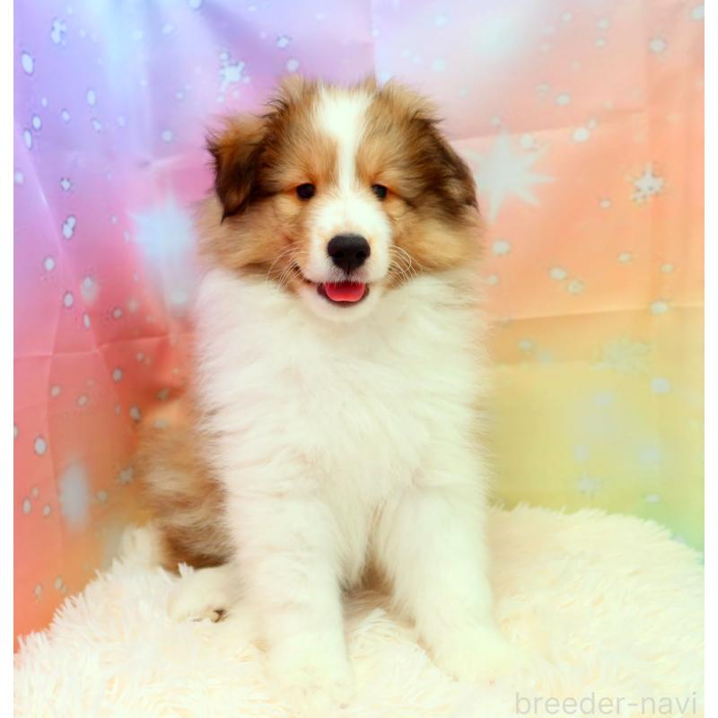 販売中の神奈川県のシェットランドシープドッグ(シェルティ)-428476の3枚目