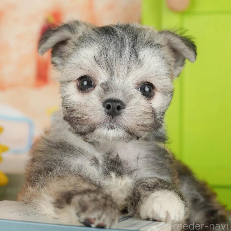 販売中の埼玉県のチワマル:チワワ×マルチーズ-428866の1枚目