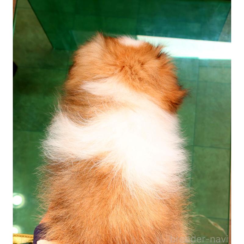 販売中の神奈川県のシェットランドシープドッグ(シェルティ)-428476の2枚目