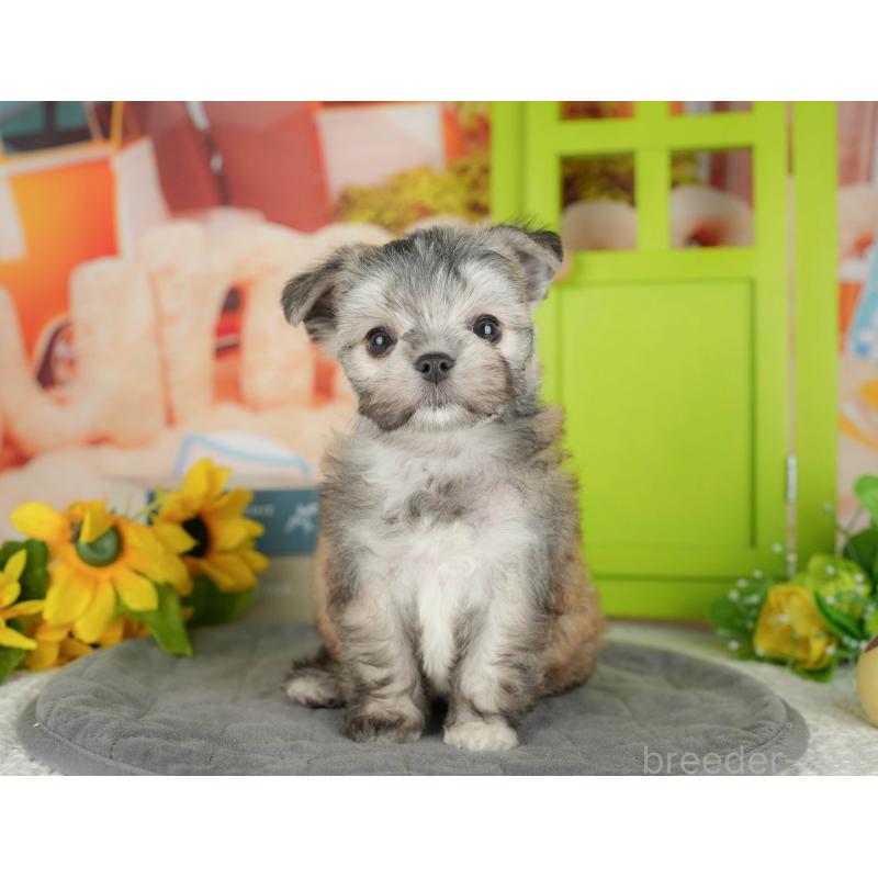 販売中の埼玉県のチワマル:チワワ×マルチーズ-428866の11枚目