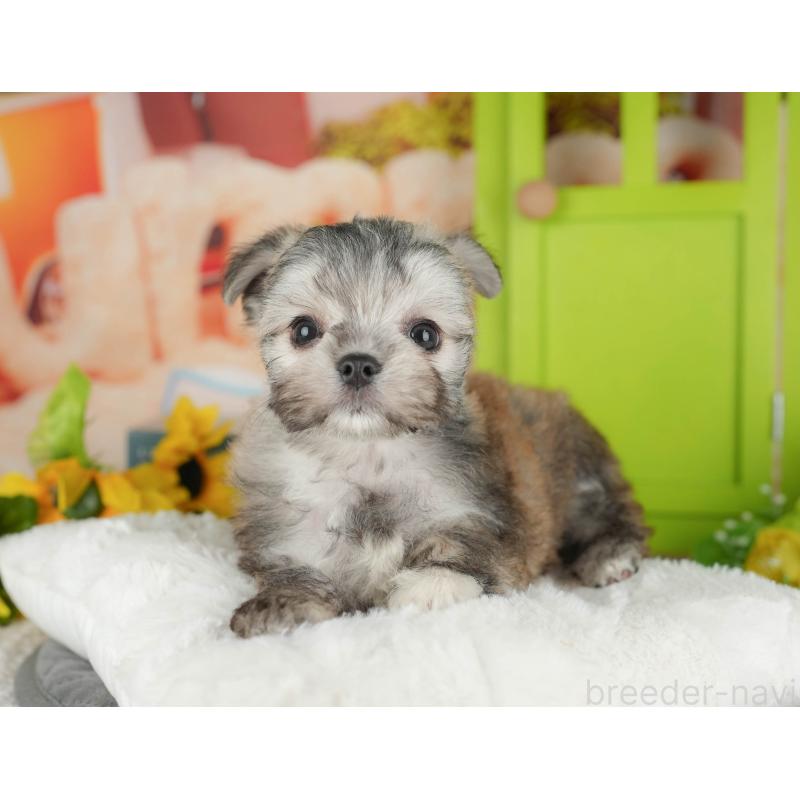 販売中の埼玉県のチワマル:チワワ×マルチーズ-428866の10枚目