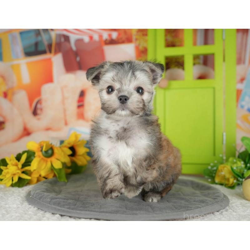 販売中の埼玉県のチワマル:チワワ×マルチーズ-428866の8枚目