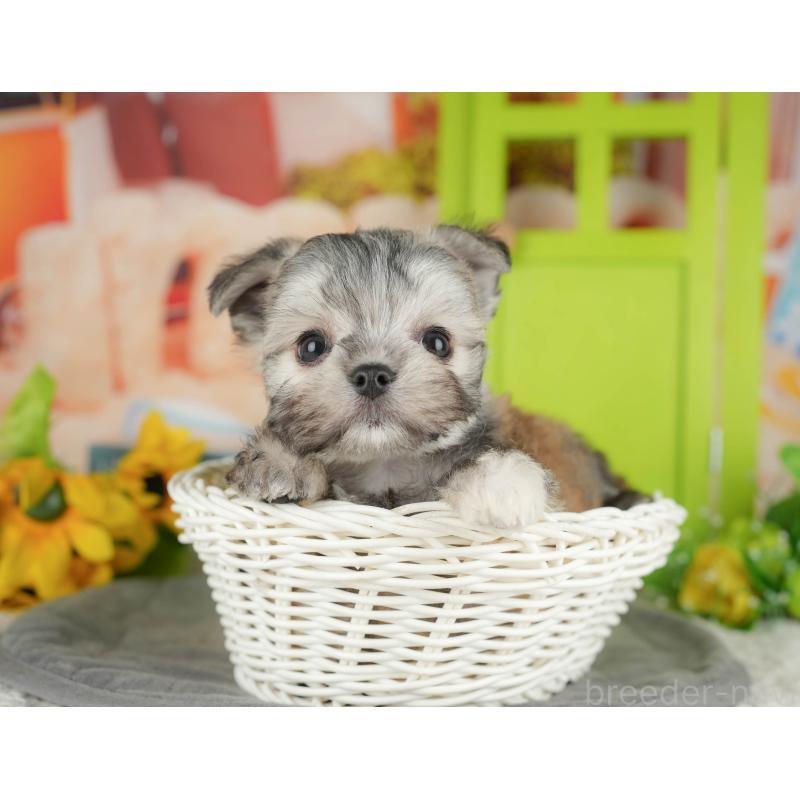 販売中の埼玉県のチワマル:チワワ×マルチーズ-428866の7枚目