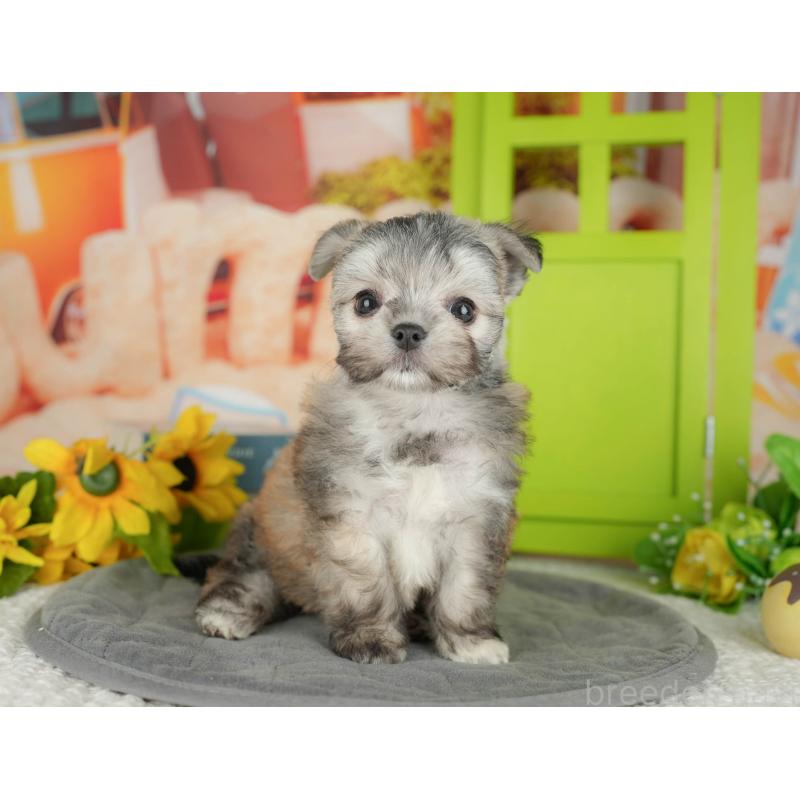 販売中の埼玉県のチワマル:チワワ×マルチーズ-428866の5枚目