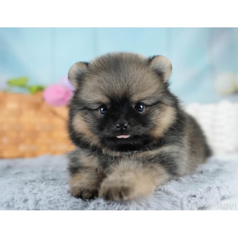 販売中の埼玉県のポメラニアン-428862の11枚目