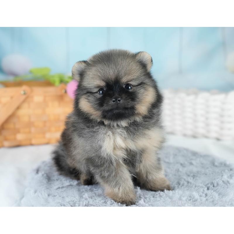 販売中の埼玉県のポメラニアン-428862の10枚目