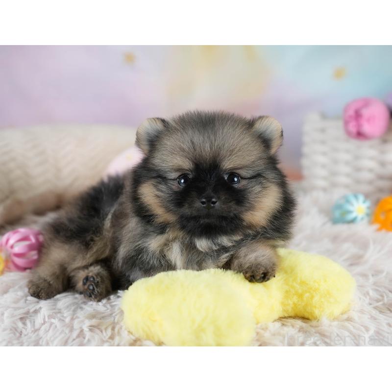 販売中の埼玉県のポメラニアン-428862の9枚目