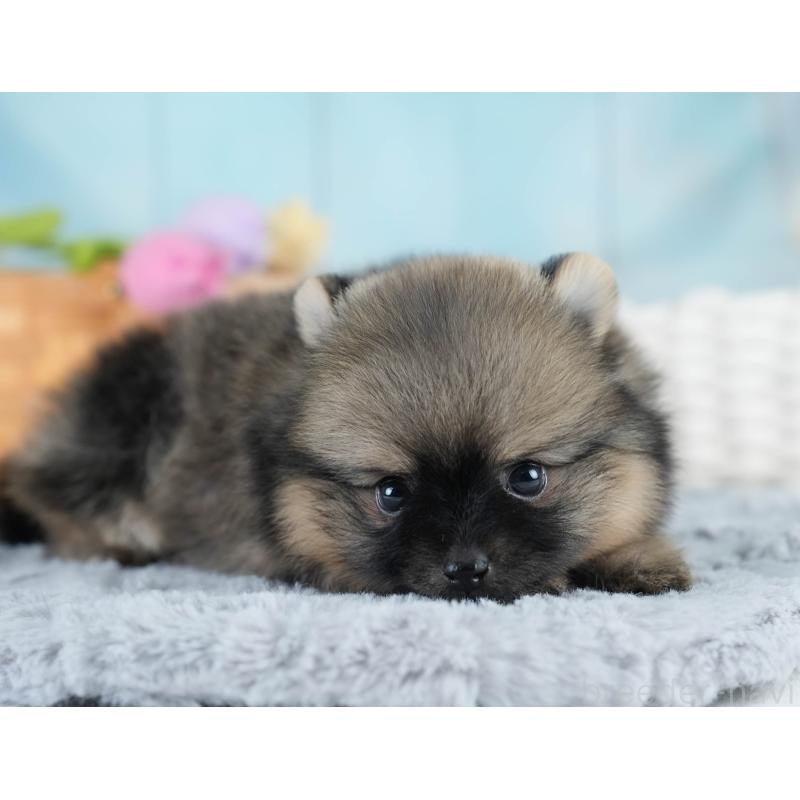 販売中の埼玉県のポメラニアン-428862の8枚目